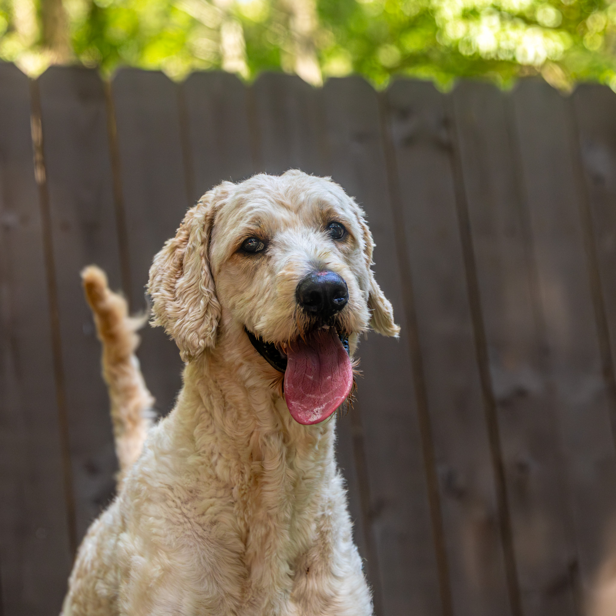 bark_ruffalo06jun2026533-2.jpg